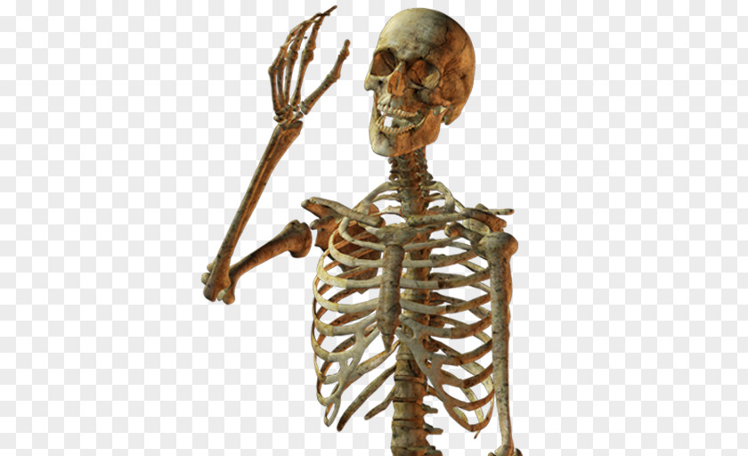 Skeleton Human Skull Bone PNG