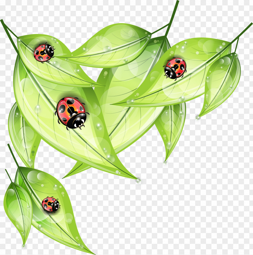 Vector Ladybug Ladybird PNG