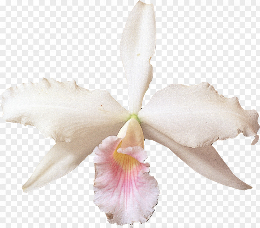 White Bow Cattleya Labiata Orchids Flower Clip Art PNG