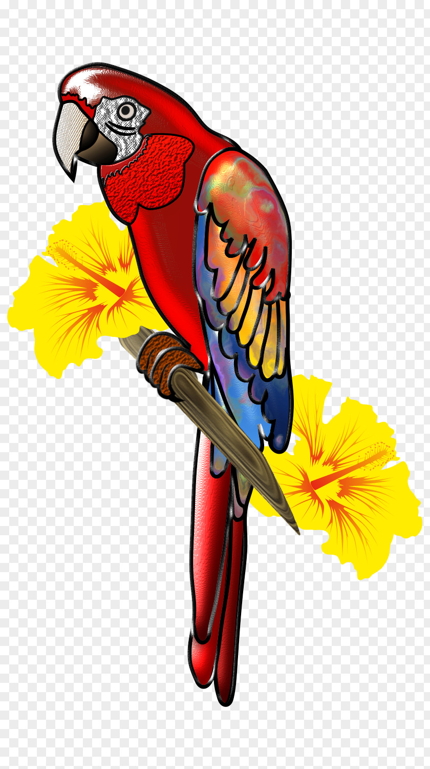 Bird Scarlet Macaw Parrot Clip Art PNG