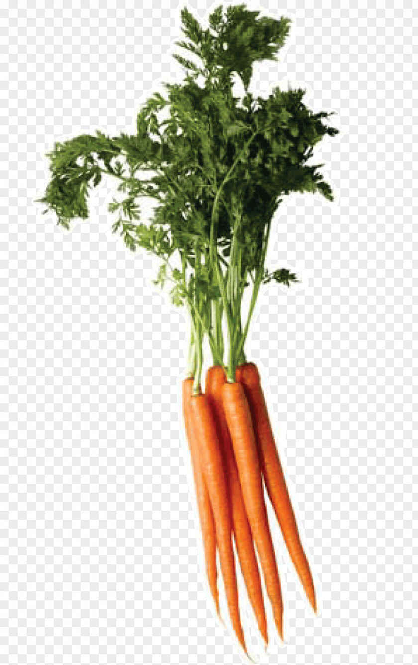 Carrot Image Vegetable PNG