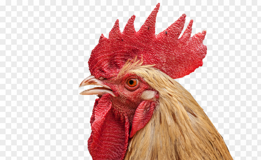 Cock Face Closeup Rooster Chicken PNG