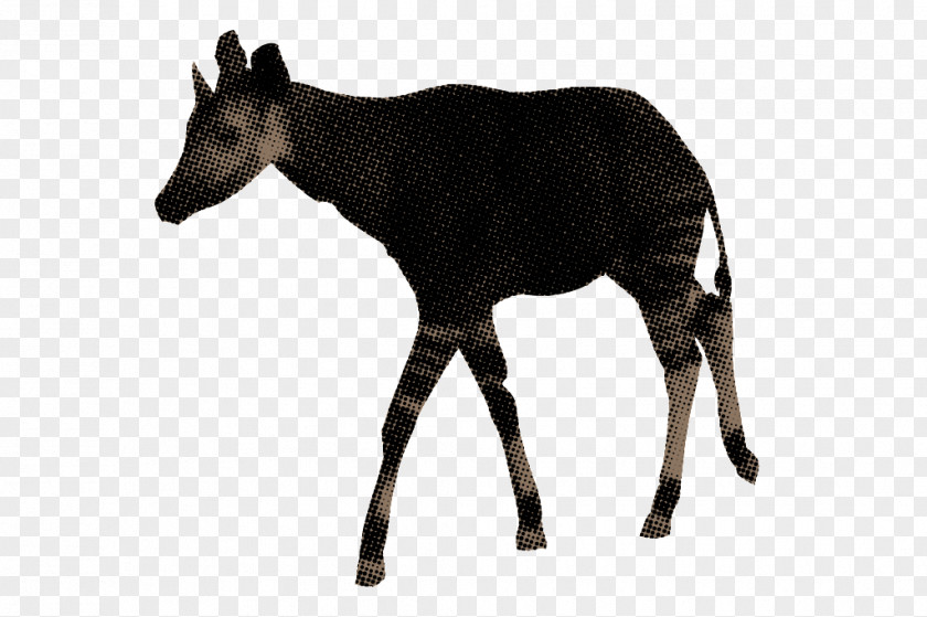 Deer Musk Deers Okapi Antelope Wildlife PNG