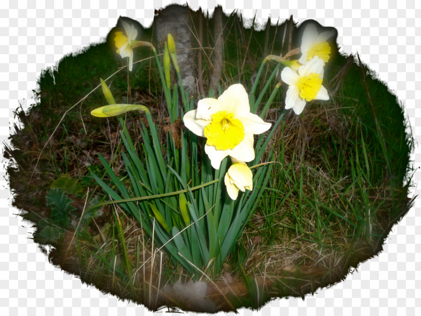 Flower Daffodil Whirlpool Apyžiedis Gynoecium PNG
