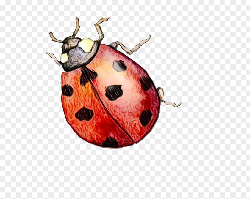 Jewel Bugs Leaf Beetle Watercolor PNG