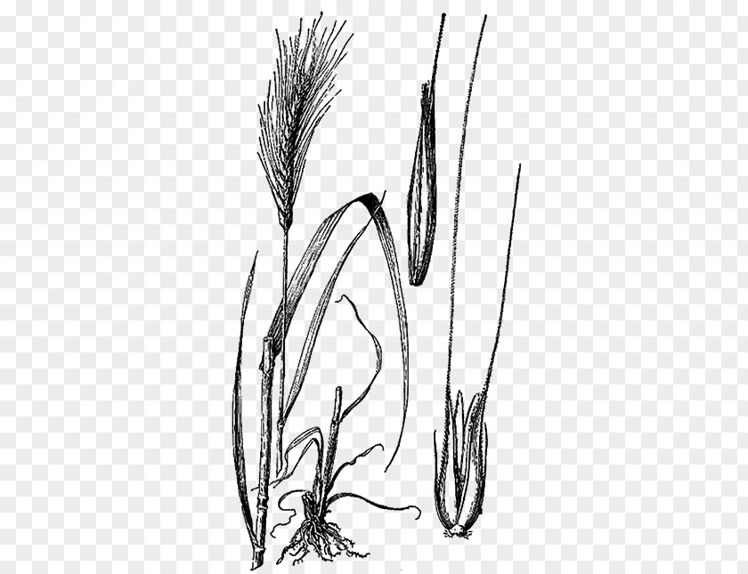 Arrowgrass Sedge Family Rye Cereal Grain Plants Agriculture PNG