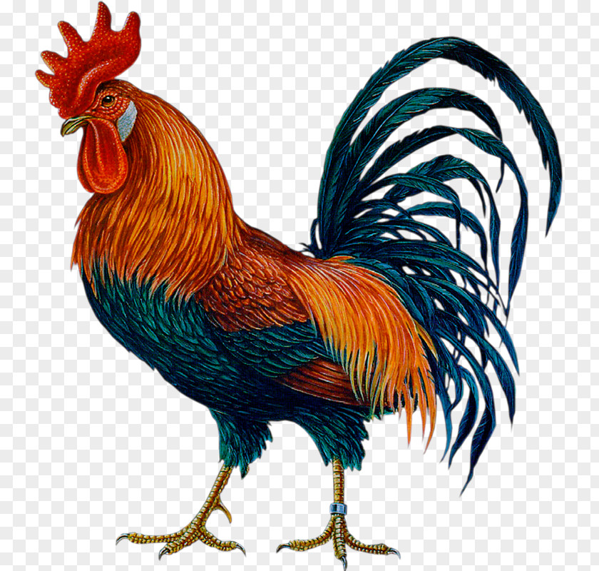 Cock Rooster Chicken Symbol Chinese Zodiac PNG