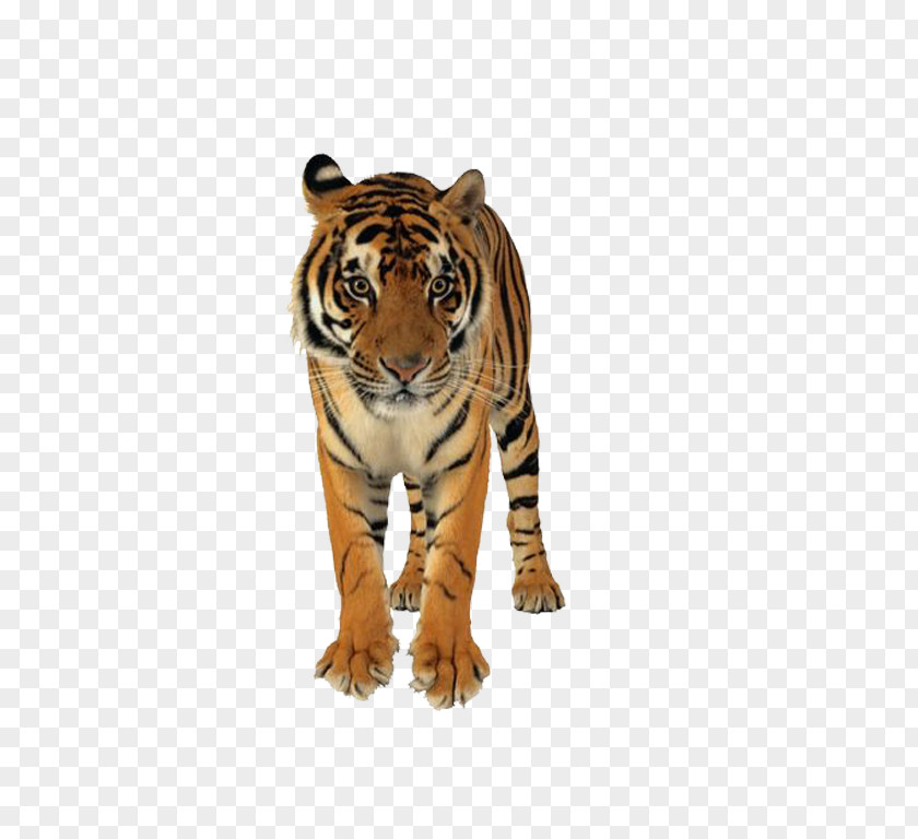 Ferocious Tiger Lion Bengal Felidae Wedding Invitation Cat PNG