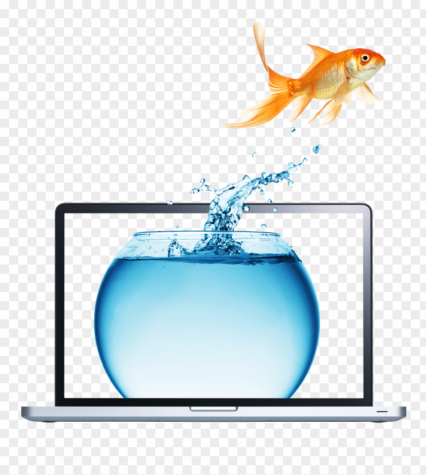Goldfish And Laptop Carassius Auratus Stock Photography Royalty-free PNG