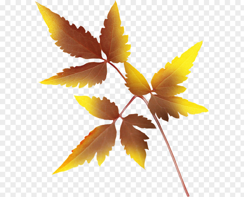 Leaf Autumn Leaves Painting Clip Art PNG