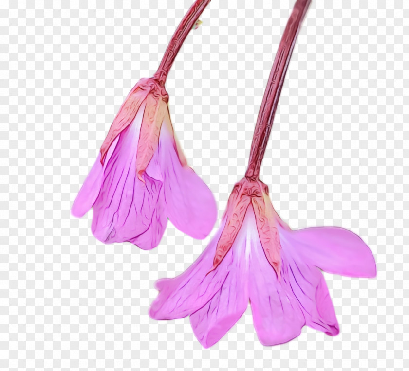 Pink Flower Violet Plant Petal PNG