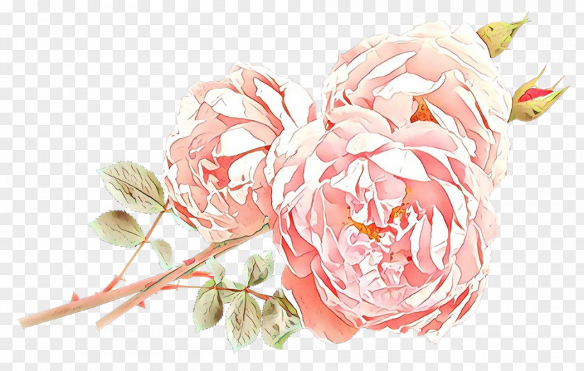 Rose Order Peony Garden Roses PNG