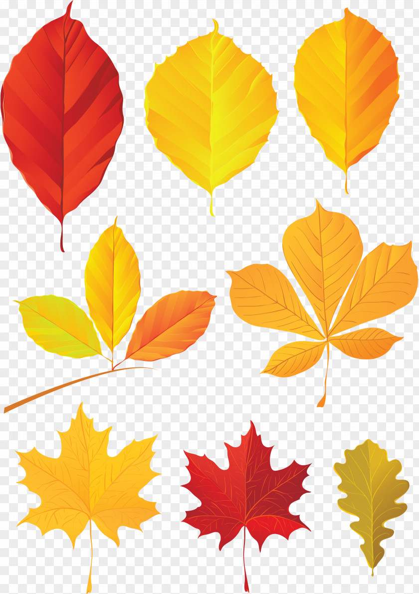 Autumn Leaves Leaf Color PNG