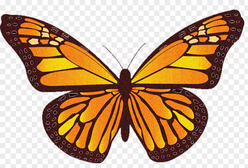Butterfly Non-Hodgkin Lymphoma Cancer Pharo Arlette DO Mantle Cell PNG