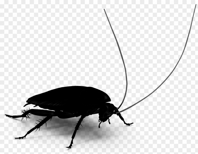 Cockroach Beetle Membrane Insect PNG