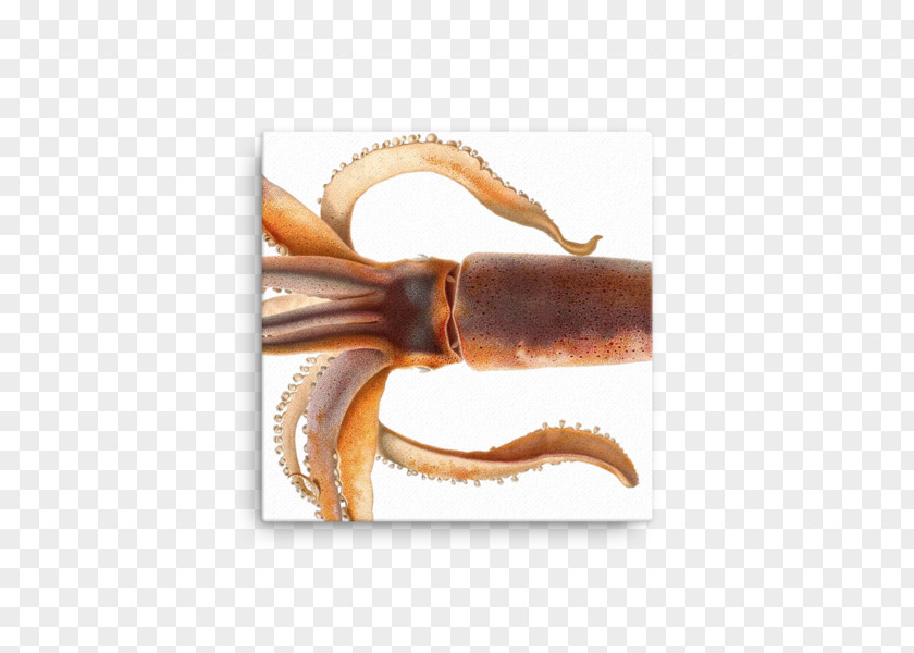 Design Colossal Squid Cephalopod Animal PNG