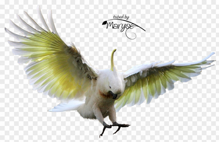 Flying Bird Hummingbird Parakeet Sulphur-crested Cockatoo PNG