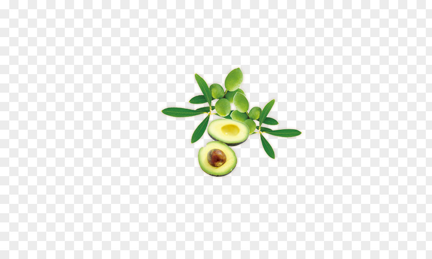 Fresh Avocado Fruit Euclidean Vector PNG