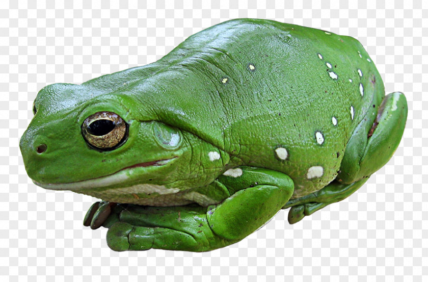 Frog Australian Green Tree Amphibian Edible PNG