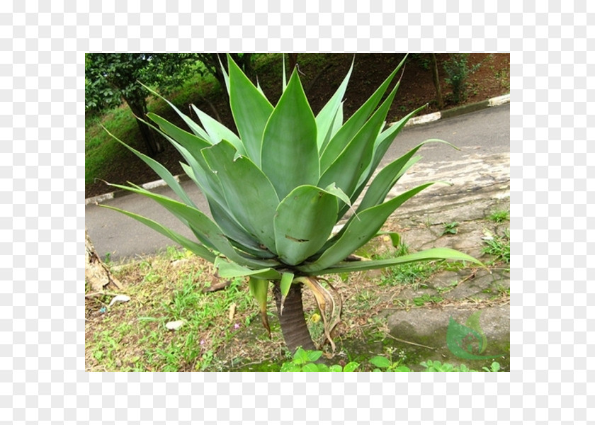 Plant Agave Azul Foxtail Century Tequila PNG