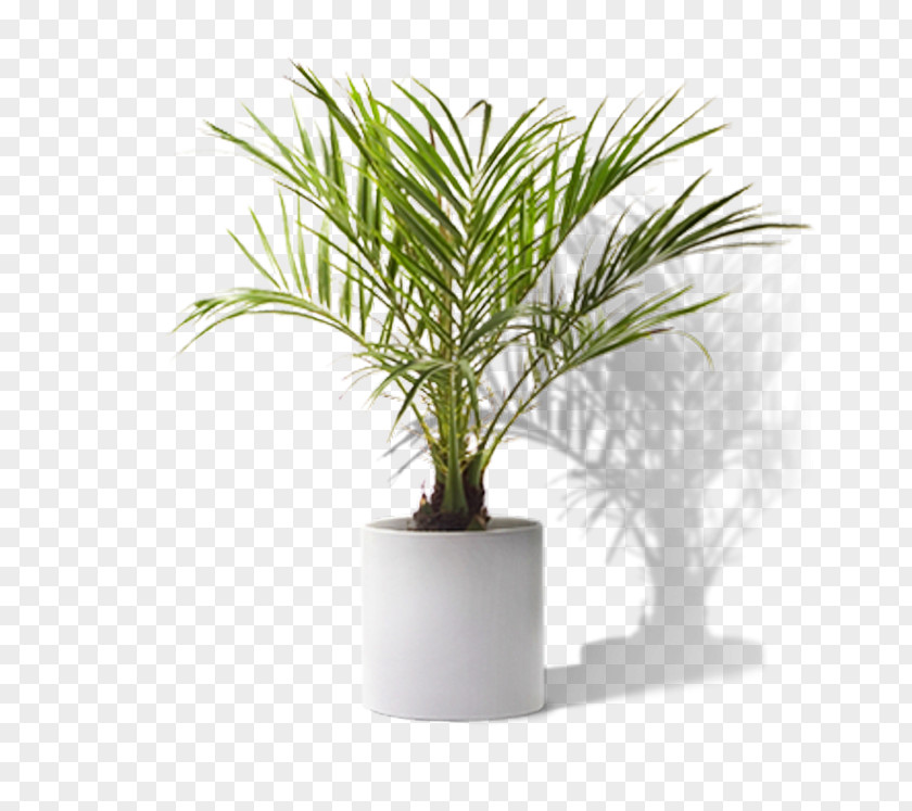 Plant Houseplant Yucca PNG