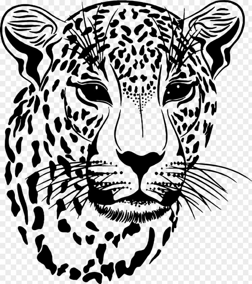 TIGER VECTOR Clouded Leopard Jaguar PNG