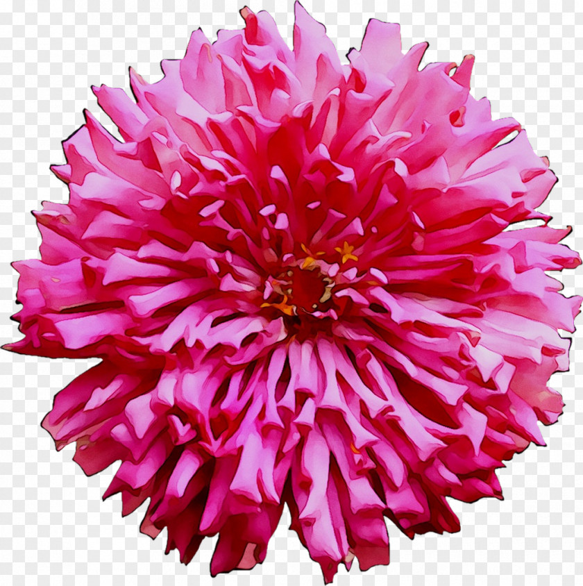 Dahlia Cut Flowers Chrysanthemum Pink M Carnation PNG