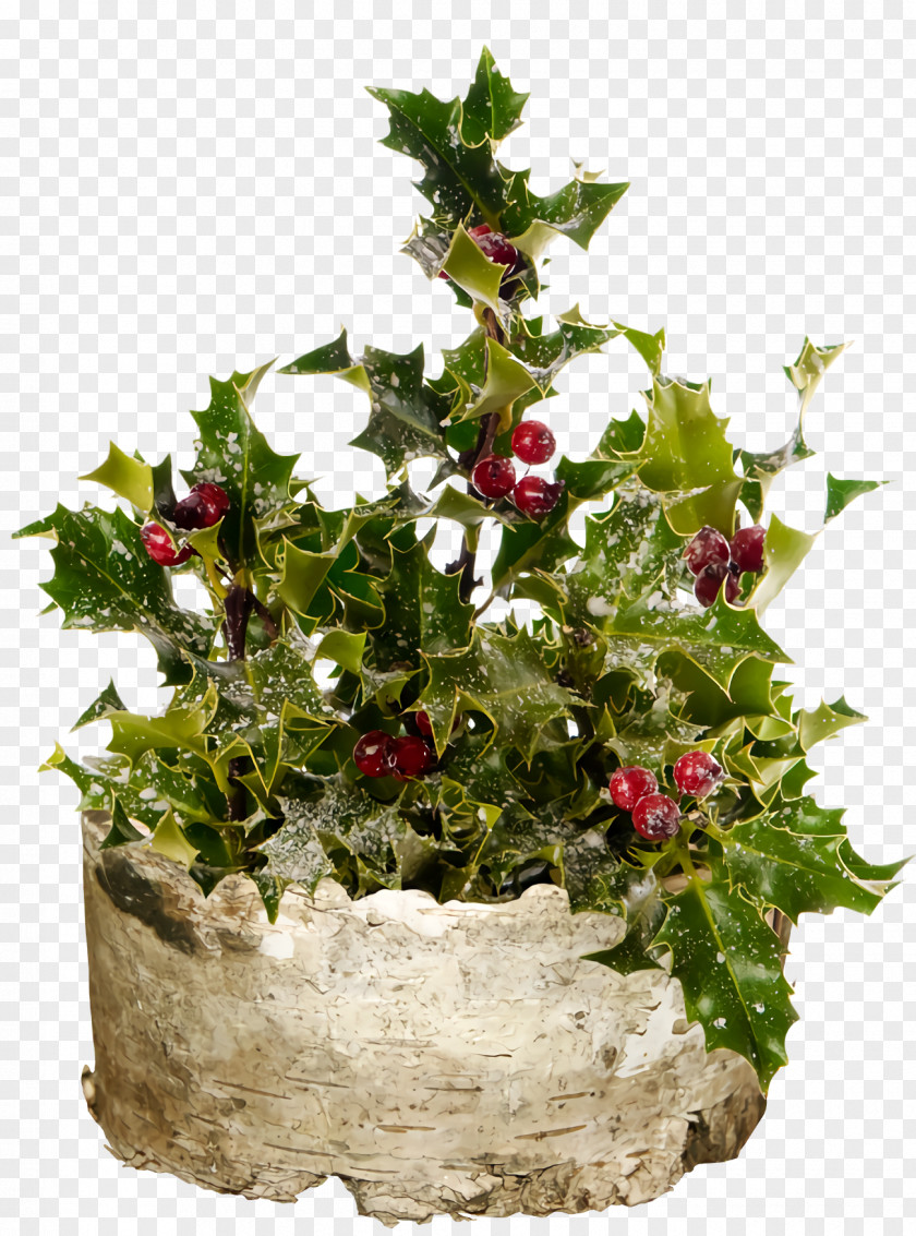 Floral Design Geranium Christmas Holly Ilex PNG