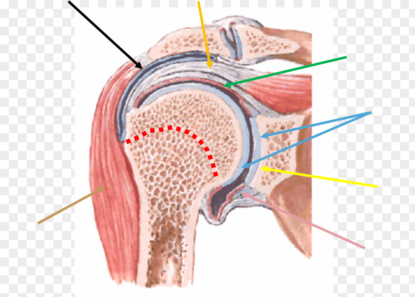 Muscle Tissue Shoulder Joint Scapula Acromioclavicular PNG