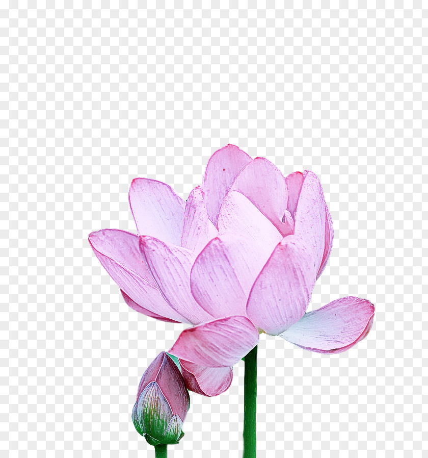 Plant Stem Sacred Lotus Cut Flowers Nelumbonaceae Bud PNG