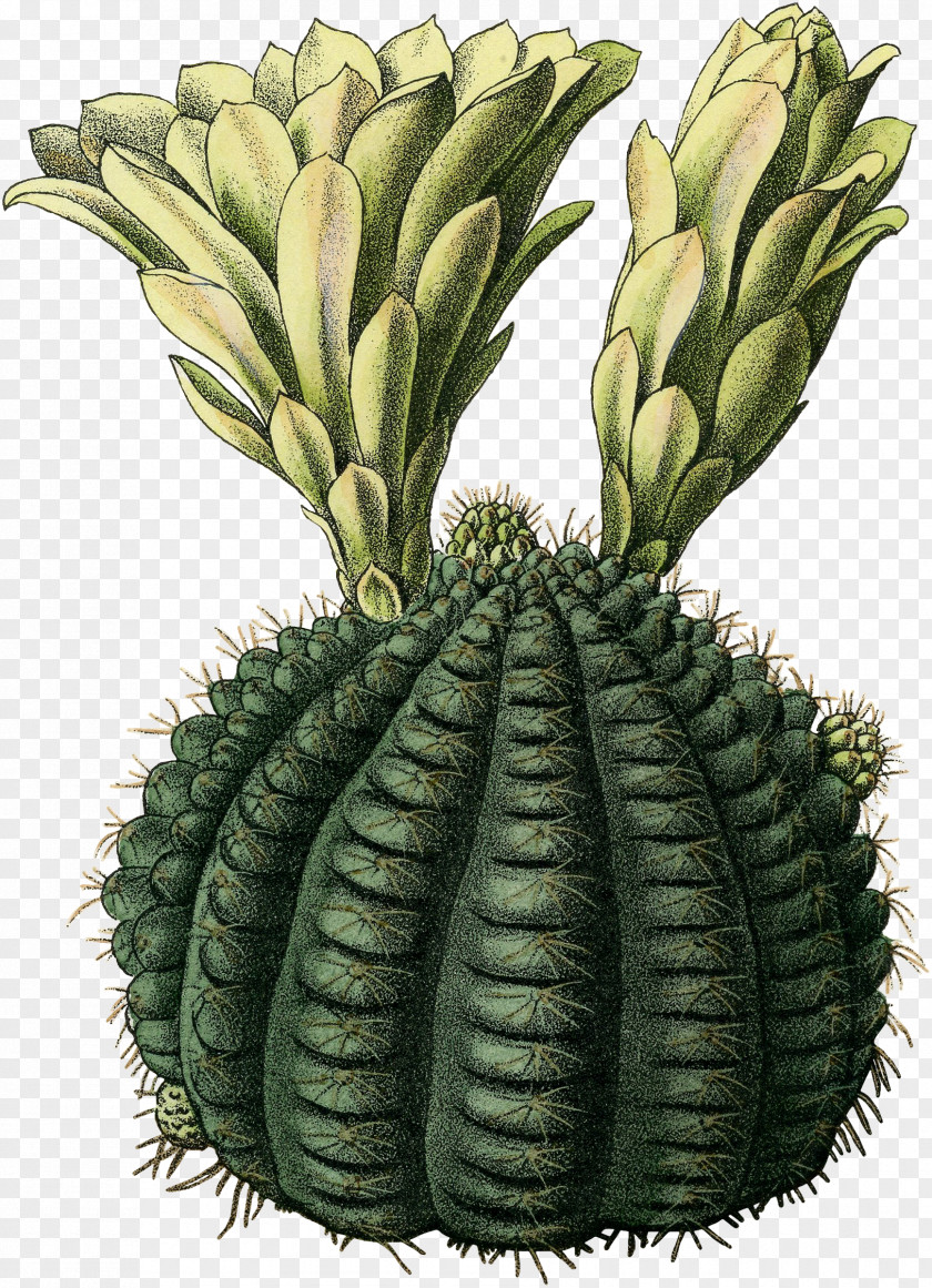 Cactus Watercolor Tutorial Citroën M Vegetable Flowerpot Fruit PNG