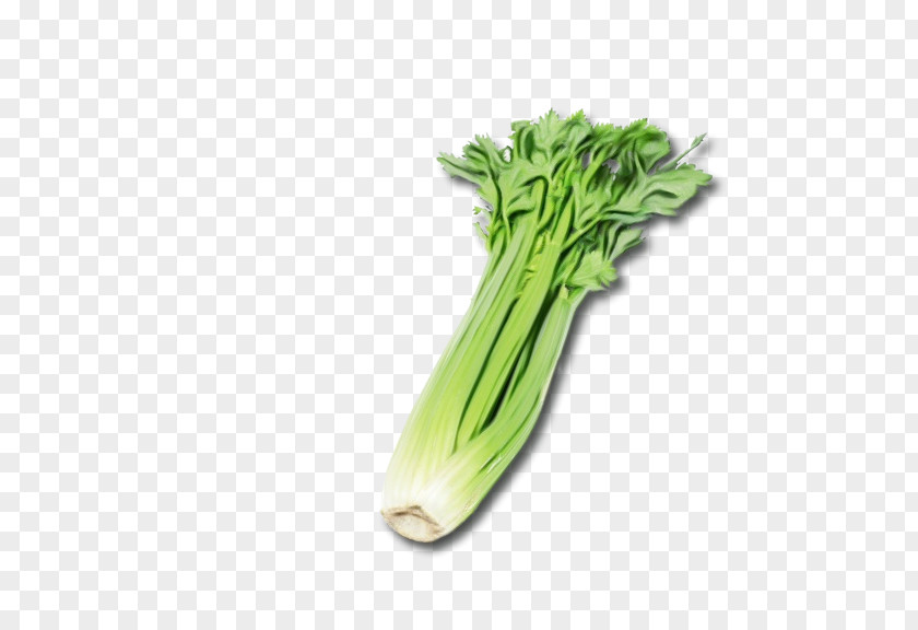 Chinese Cabbage Plant Vegetables Cartoon PNG
