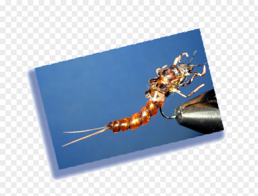 Come Back Insect Membrane PNG