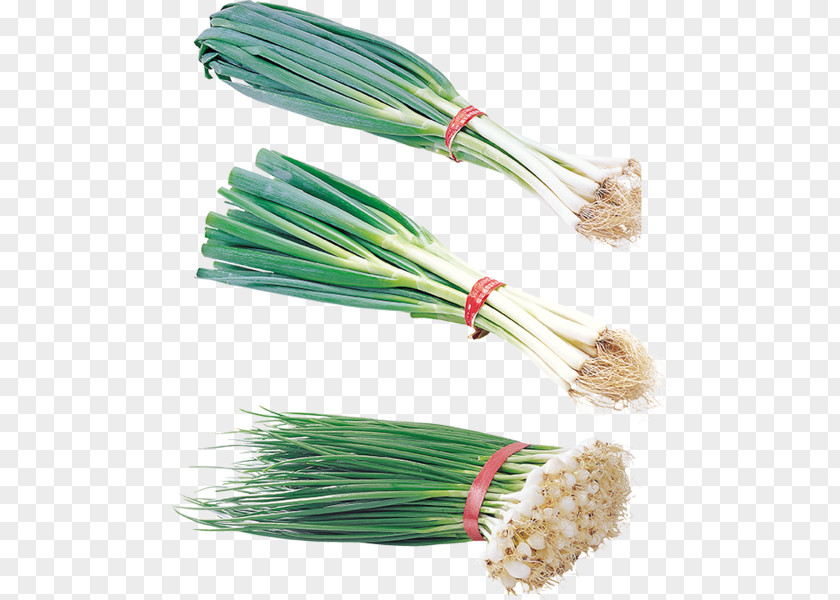 Onion Allium Fistulosum Garlic Clip Art PNG
