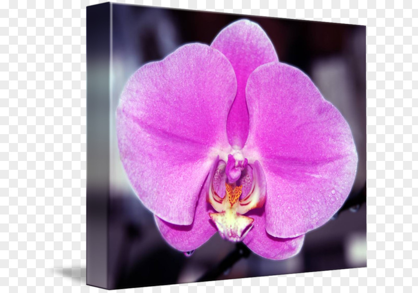 Pink Orchid Plant Violet Moth Orchids Lilac PNG