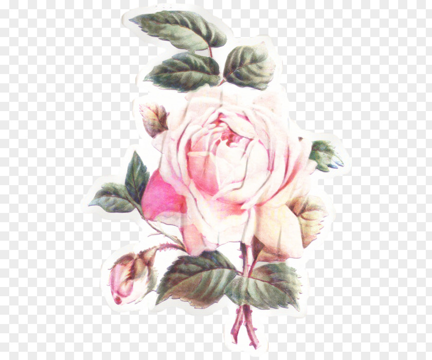 Hybrid Tea Rose Herbaceous Plant Bouquet Of Flowers Drawing PNG