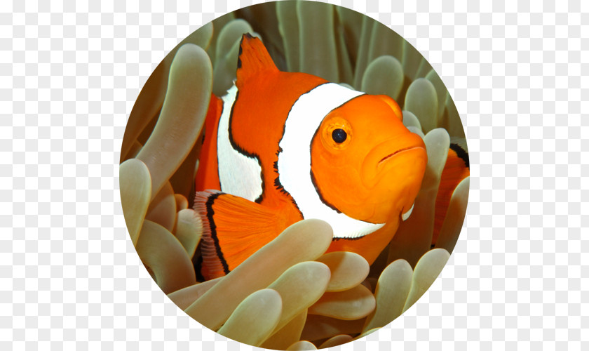 Fish Tomato Clownfish Royalty-free Ocellaris Sea Anemone Stock Photography PNG
