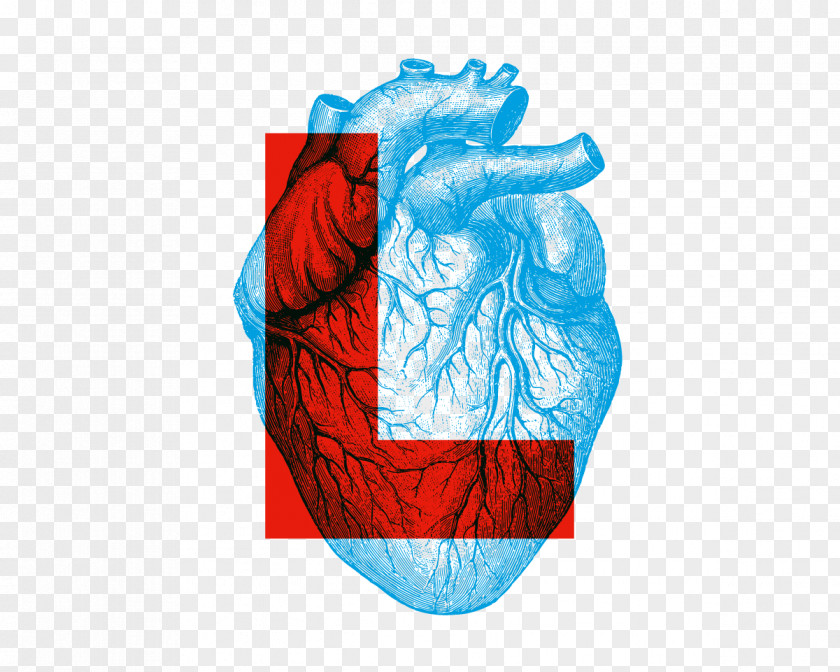 Heart Human Anatomy & Physiology PNG