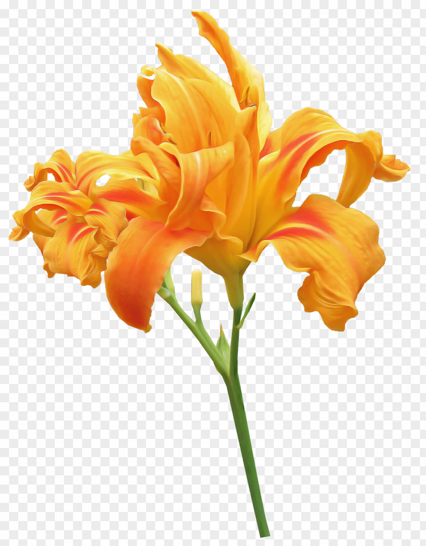 Orange Day-lily Lily Plant Stem Flower Tiger PNG