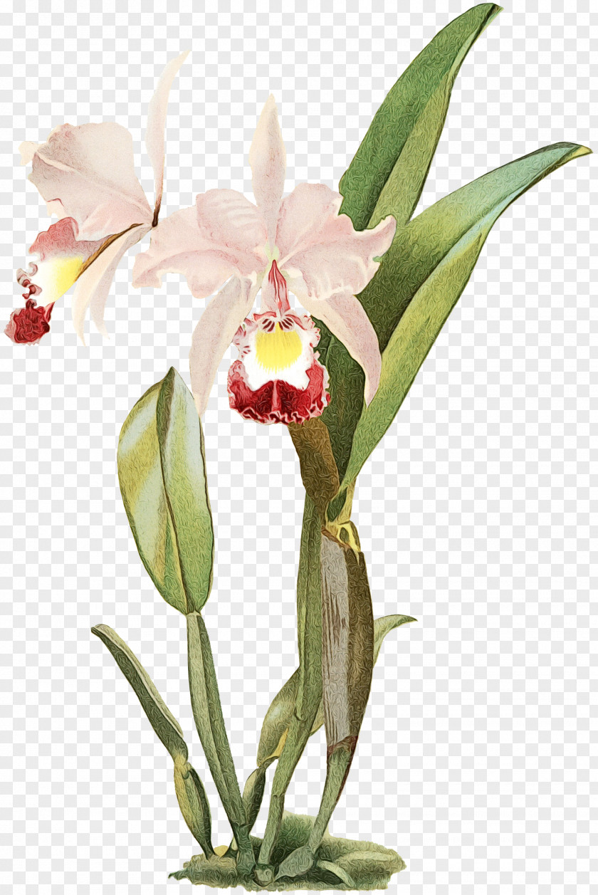 Reichenbachia: Orchids Illustrated And Described Crimson Cattleya Percivaliana Moth PNG