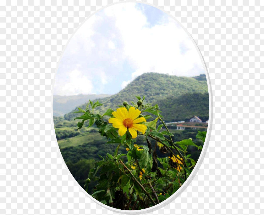 Wildflower Sky Plc PNG