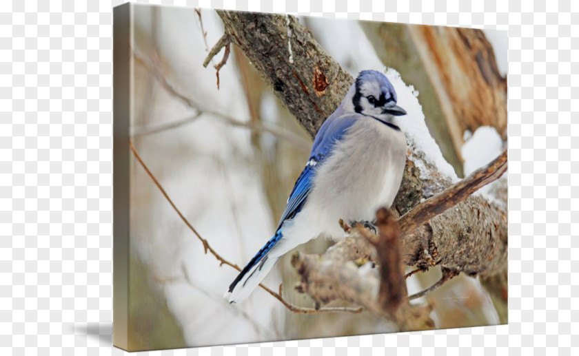 Winter Fauna Snow Ceramic Beak PNG