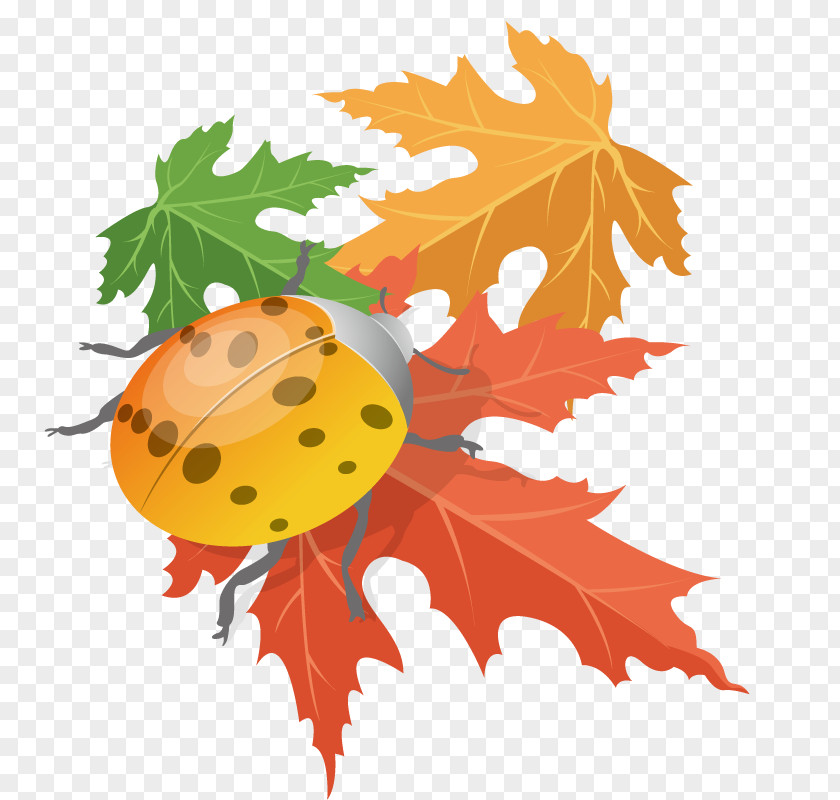 Autumn Falling Leaf Maple PNG