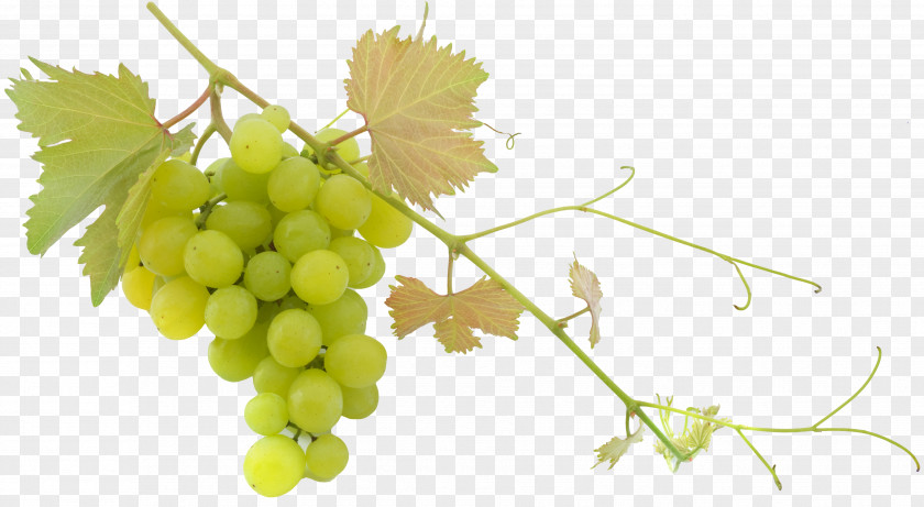 Grape Wine Common Vine Balsamic Vinegar Olive Oil PNG