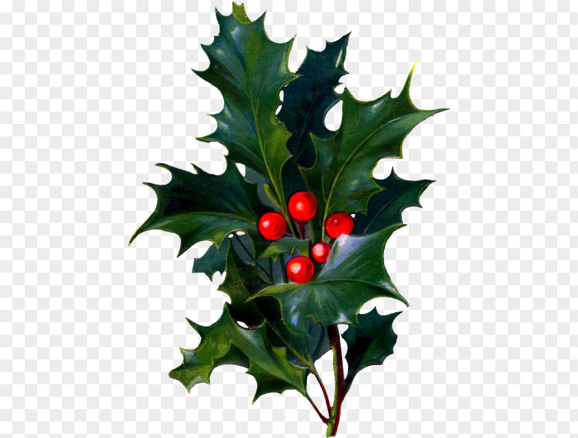 Hollyleaf Cherry Woody Plant Holly PNG