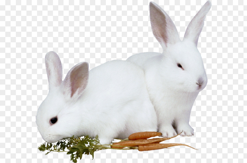 Rabbit Hare European Easter Bunny PNG