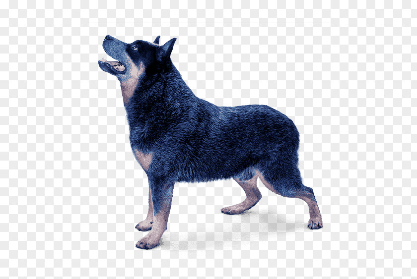 Ready To Print Australian Cattle Dog Breed Lapponian Herder Kunming Wolfdog Schipperke PNG