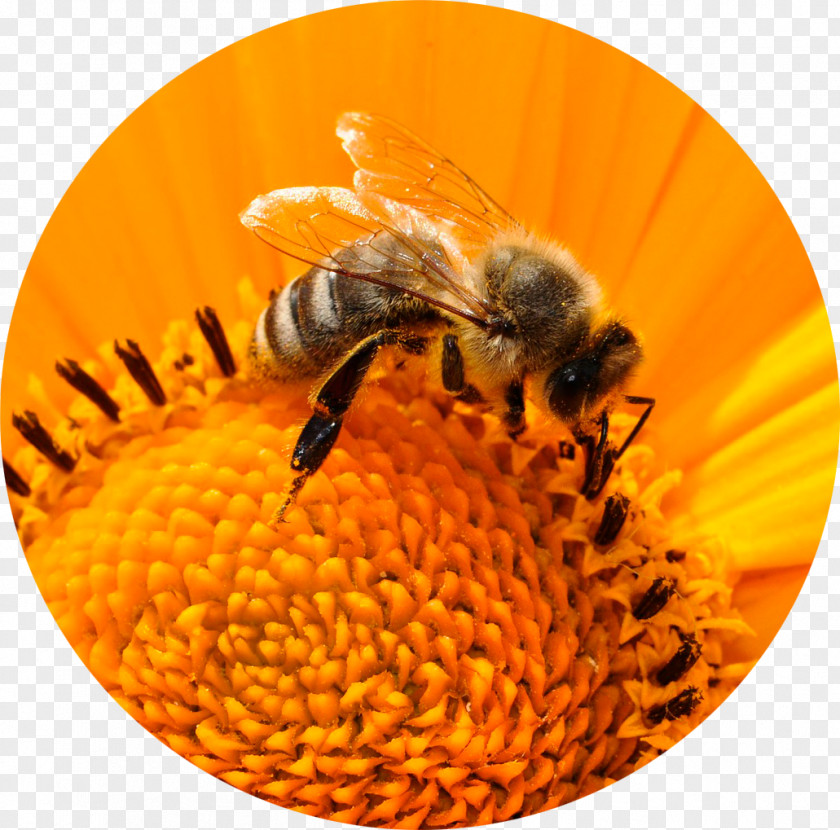 Bee Honey Insect Pollen PNG