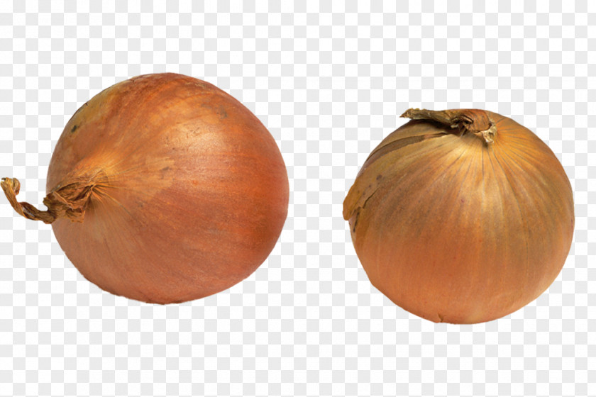 Bulb Onion Yellow Shallot Winter Squash Cucurbita PNG