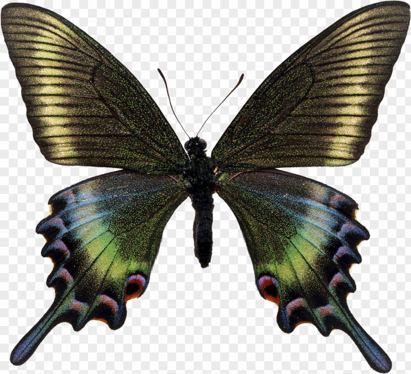 Butterfly Swallowtail Papilio Maackii Bianor Insect PNG
